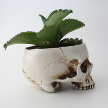 Load image into Gallery viewer, Classic Skull Planter
